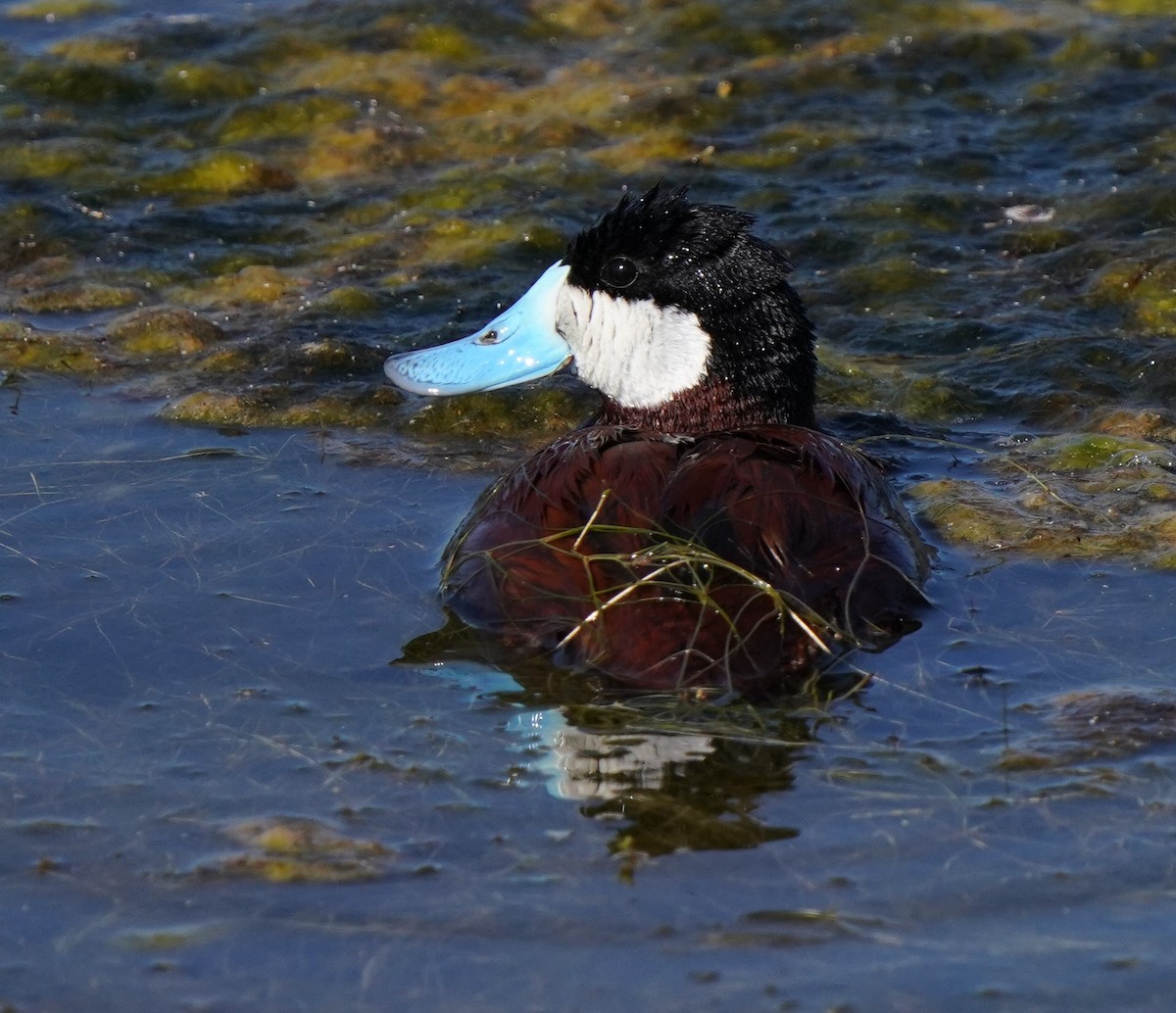 Ruddy Duck - ML620668577