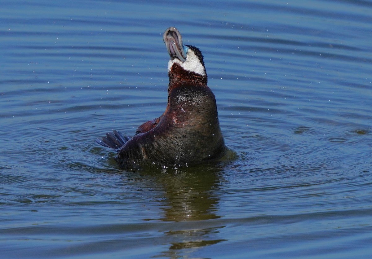 Ruddy Duck - Richard Block