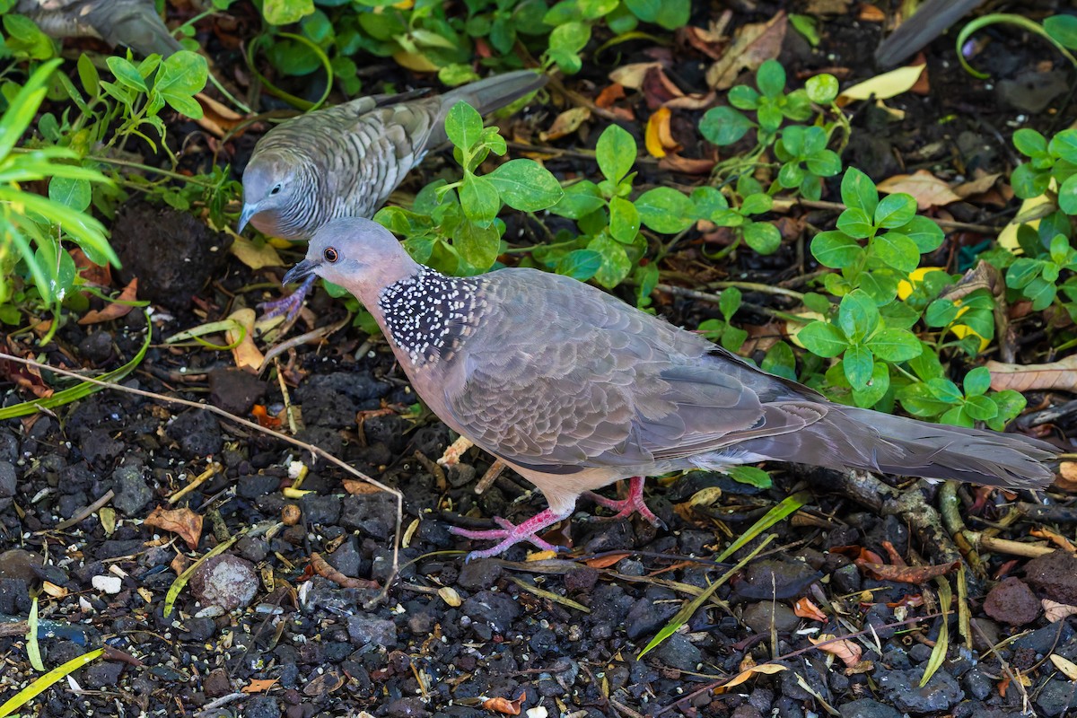 Spotted Dove - ML620668581