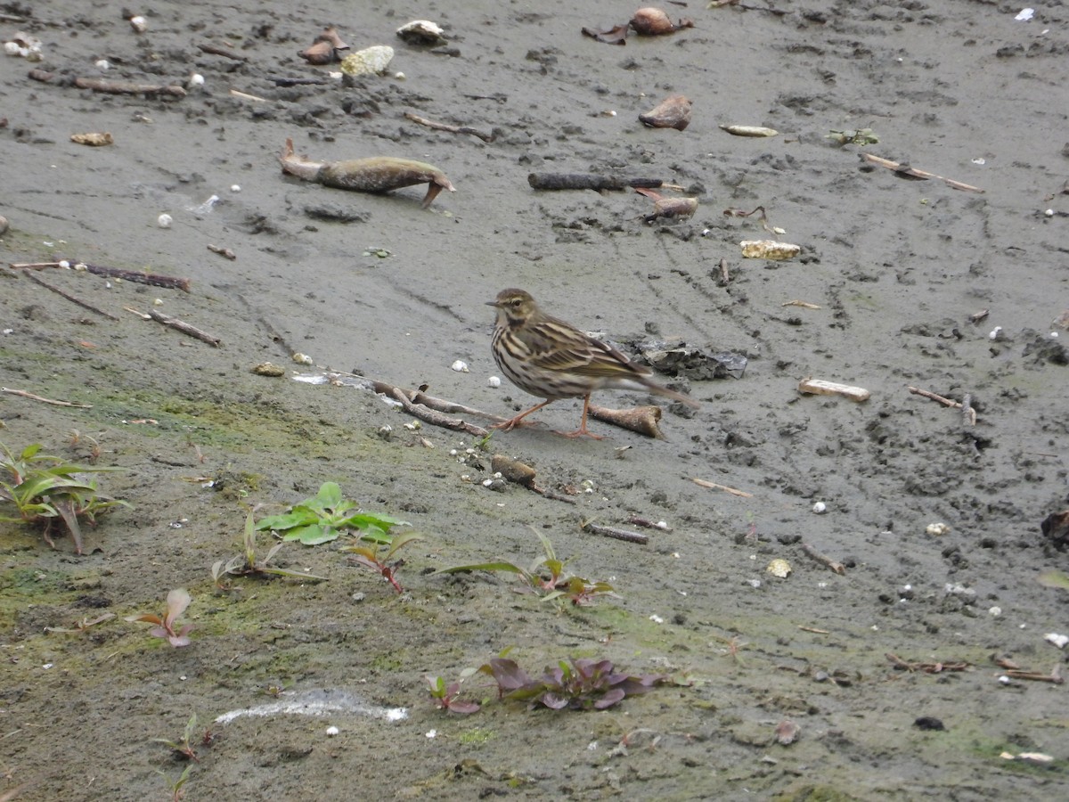 Rosy Pipit - ML620668582