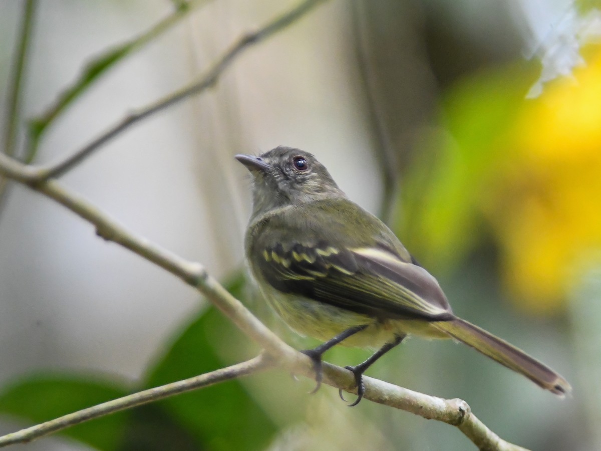 Yellow-crowned Elaenia - ML620668585