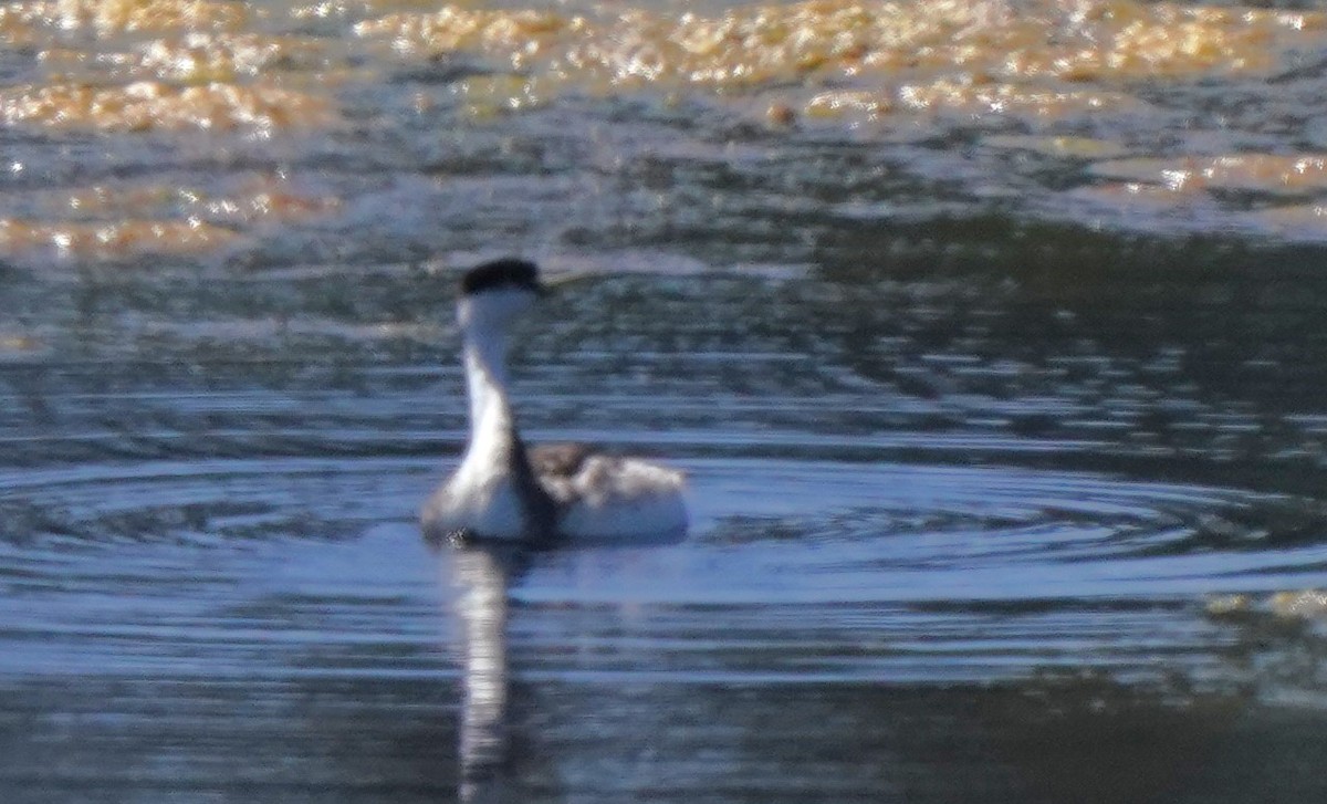 Western Grebe - ML620668588