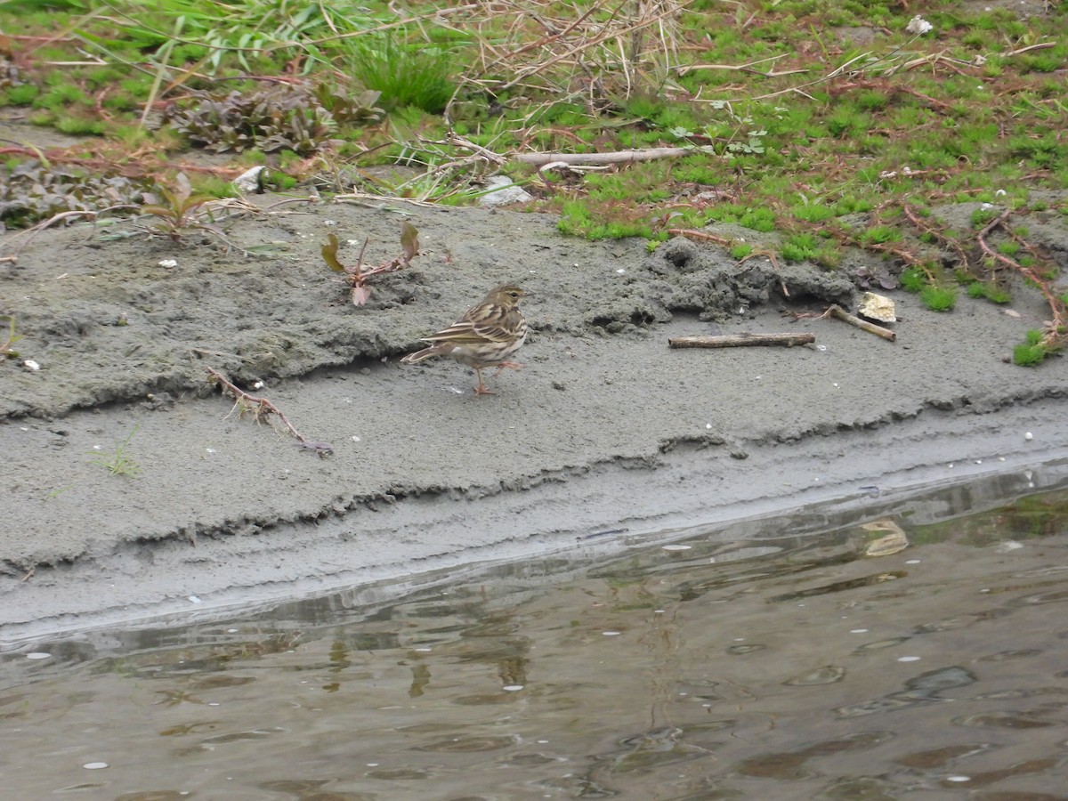 linduška růžová - ML620668590