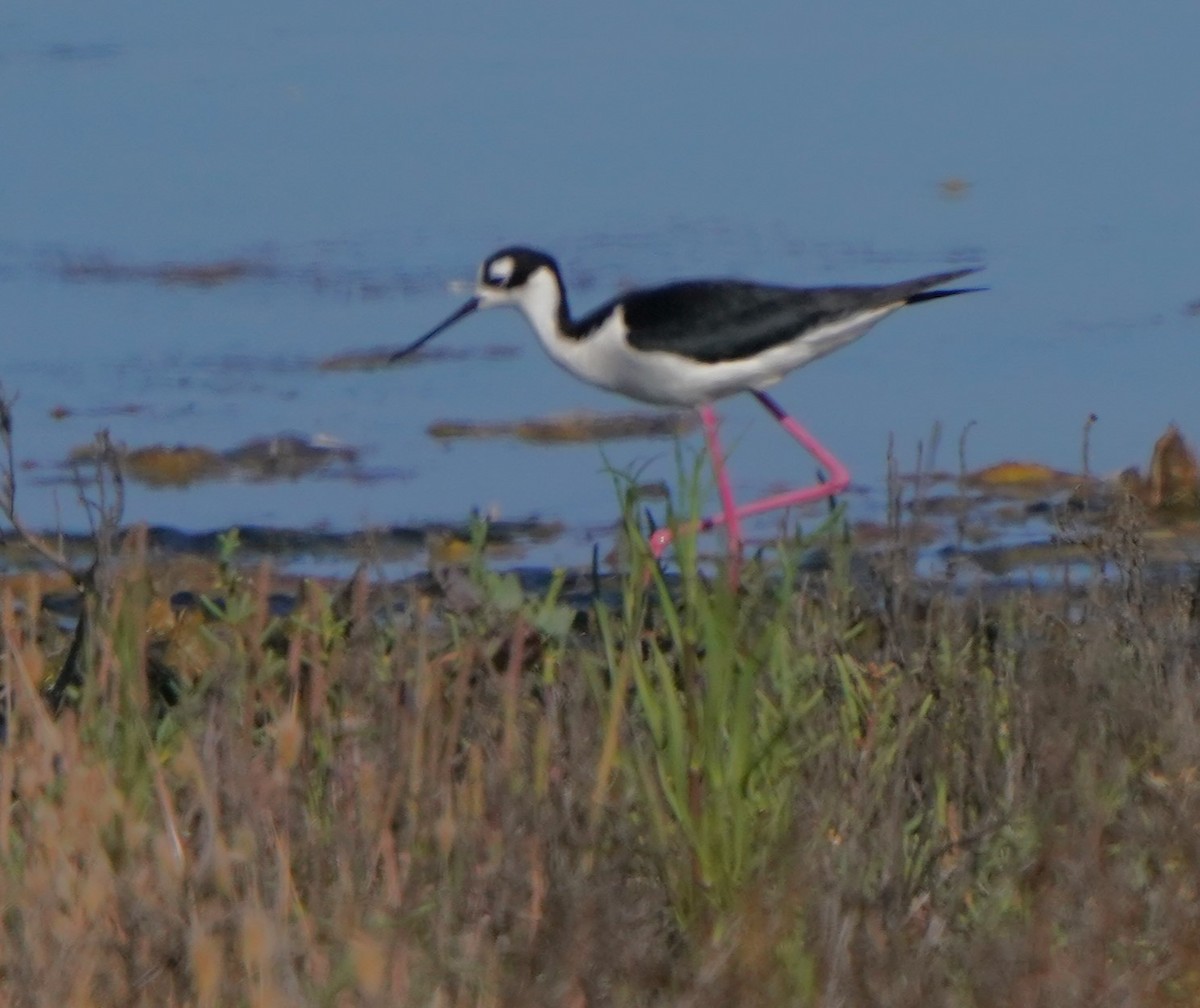 Black-necked Stilt - ML620668592