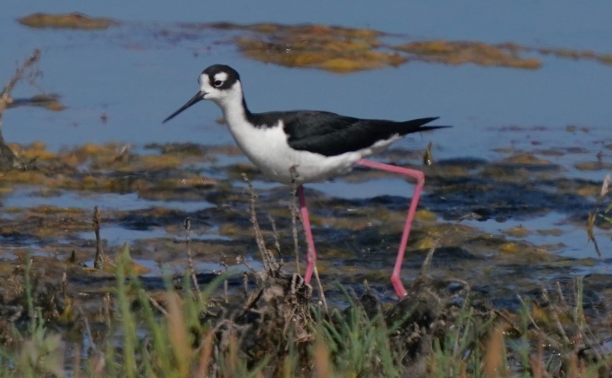 Black-necked Stilt - ML620668593