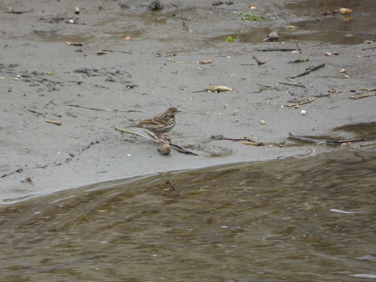 Rosy Pipit - ML620668595