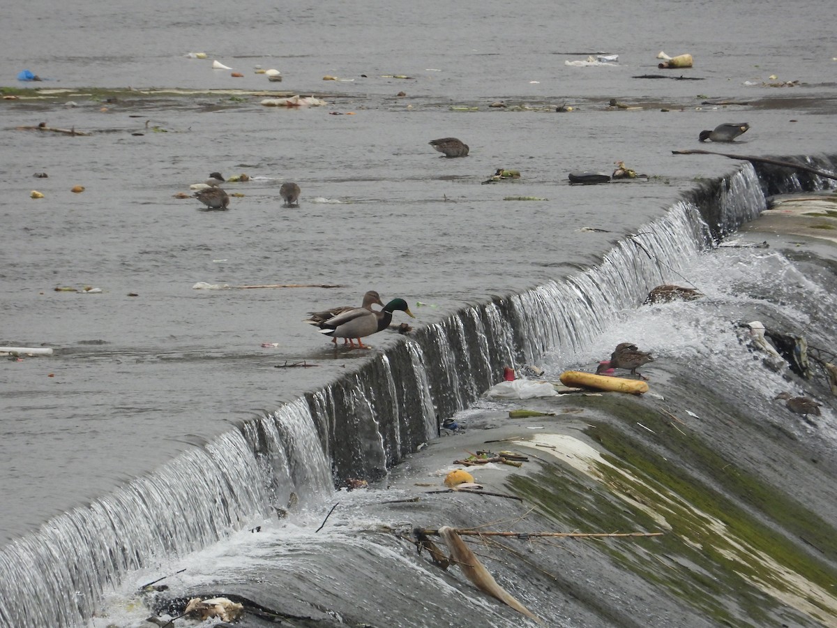 kachna divoká - ML620668600