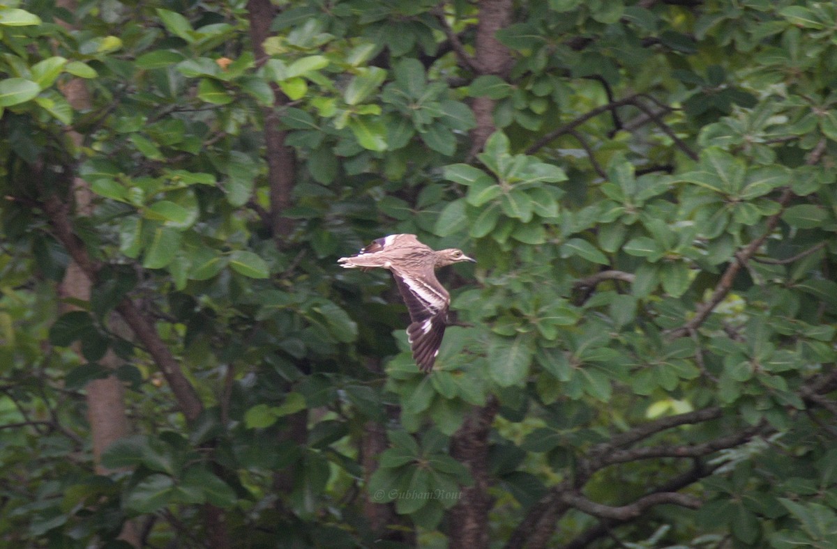 Indian Thick-knee - ML620668603