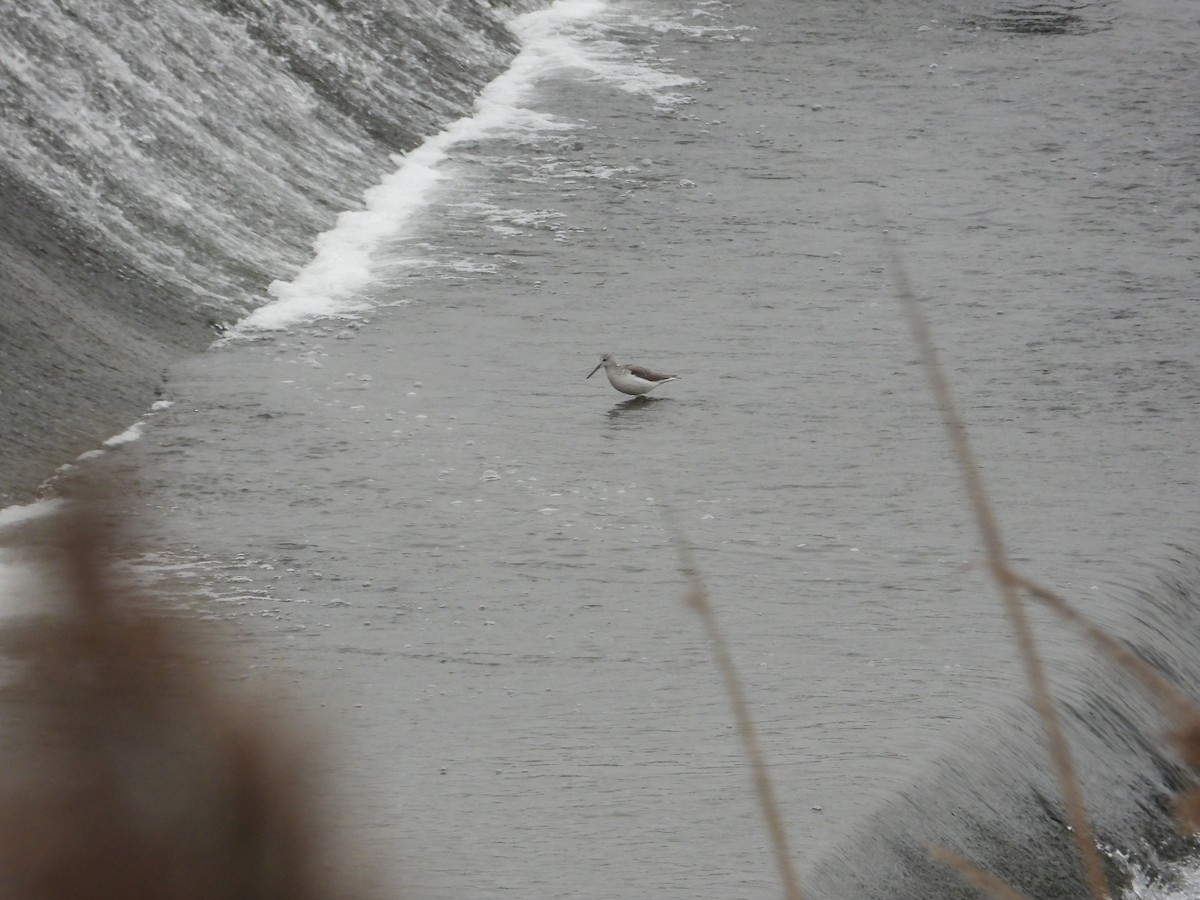 Common Greenshank - ML620668607