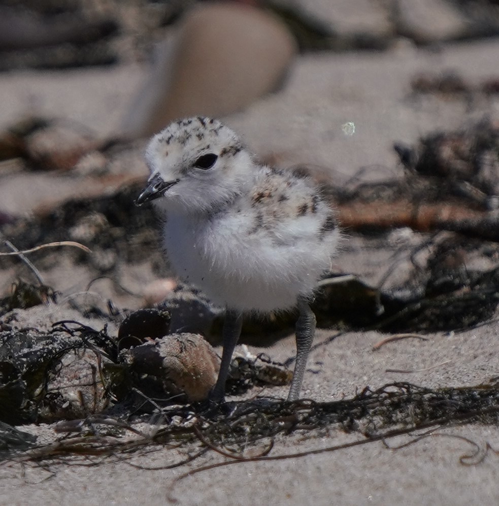 Snowy Plover - ML620668612