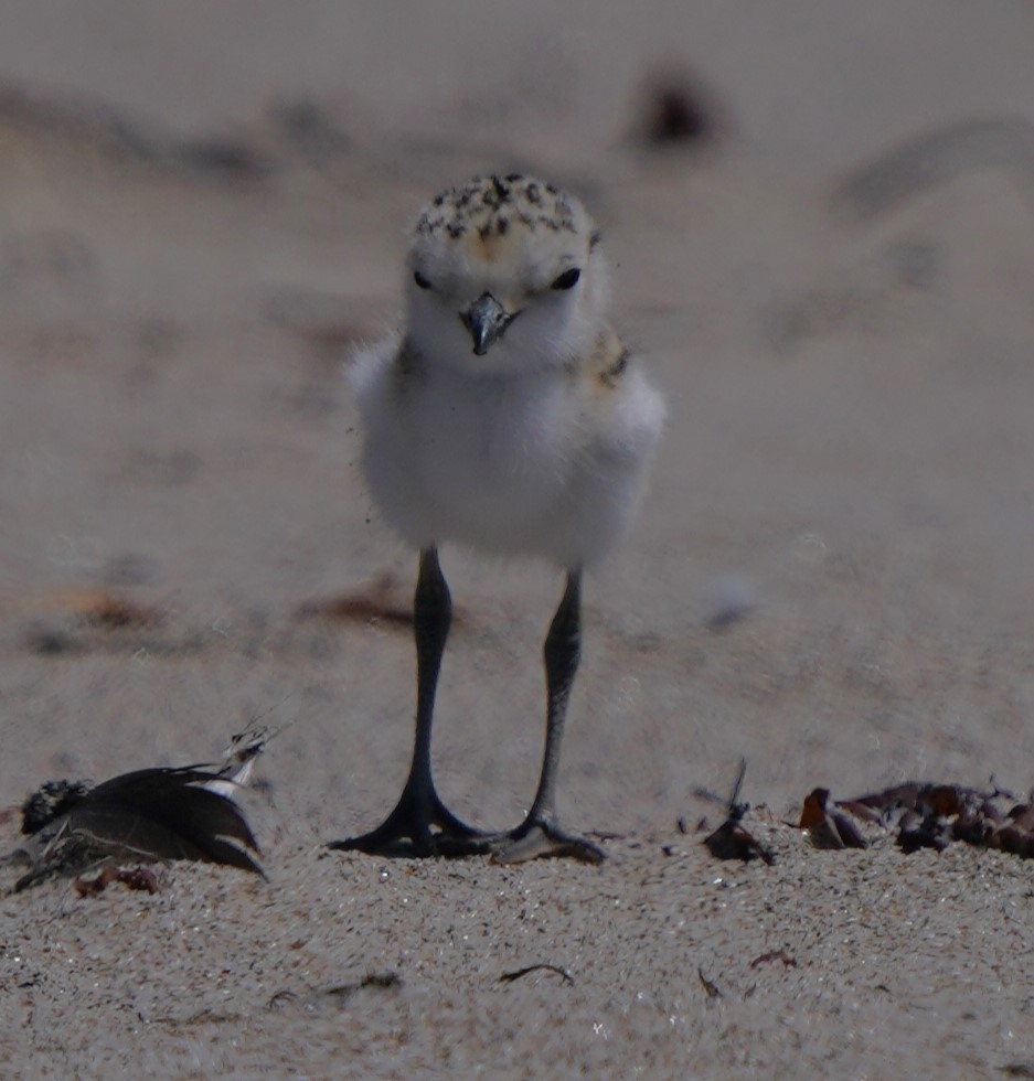 Snowy Plover - ML620668614