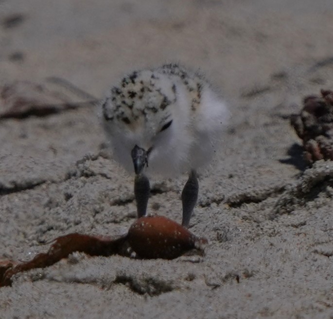 Snowy Plover - ML620668616