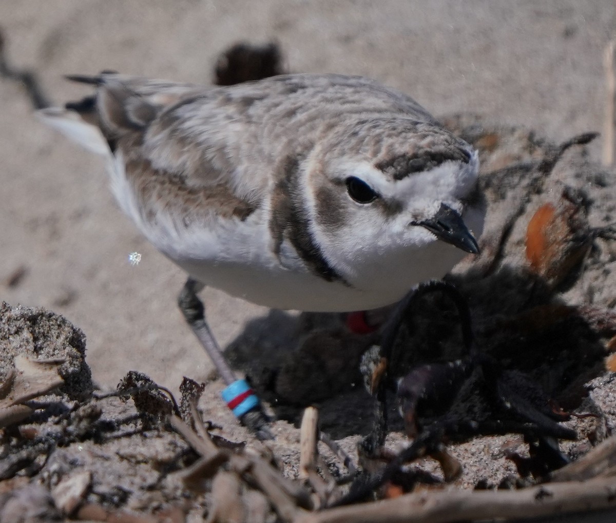 Snowy Plover - ML620668618