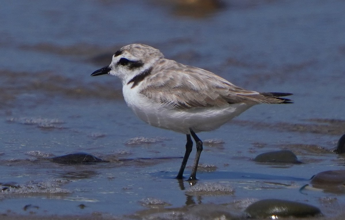 Snowy Plover - ML620668619