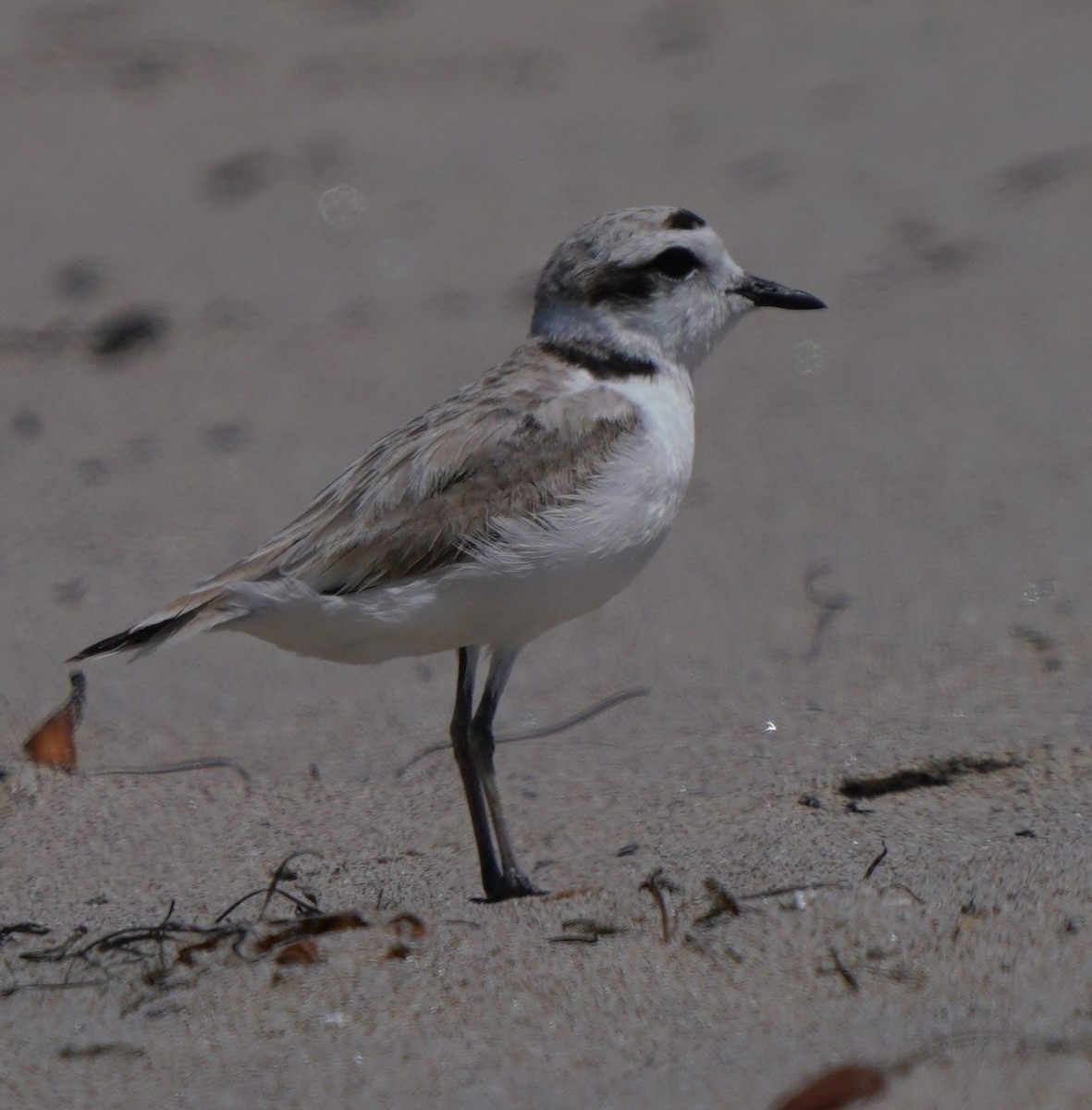 Snowy Plover - Richard Block