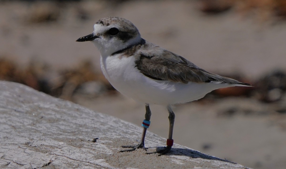 Snowy Plover - ML620668621