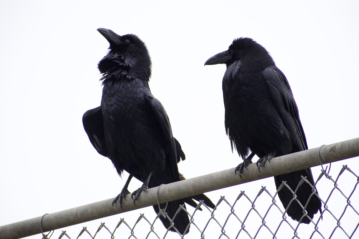 Common Raven - ML620668623