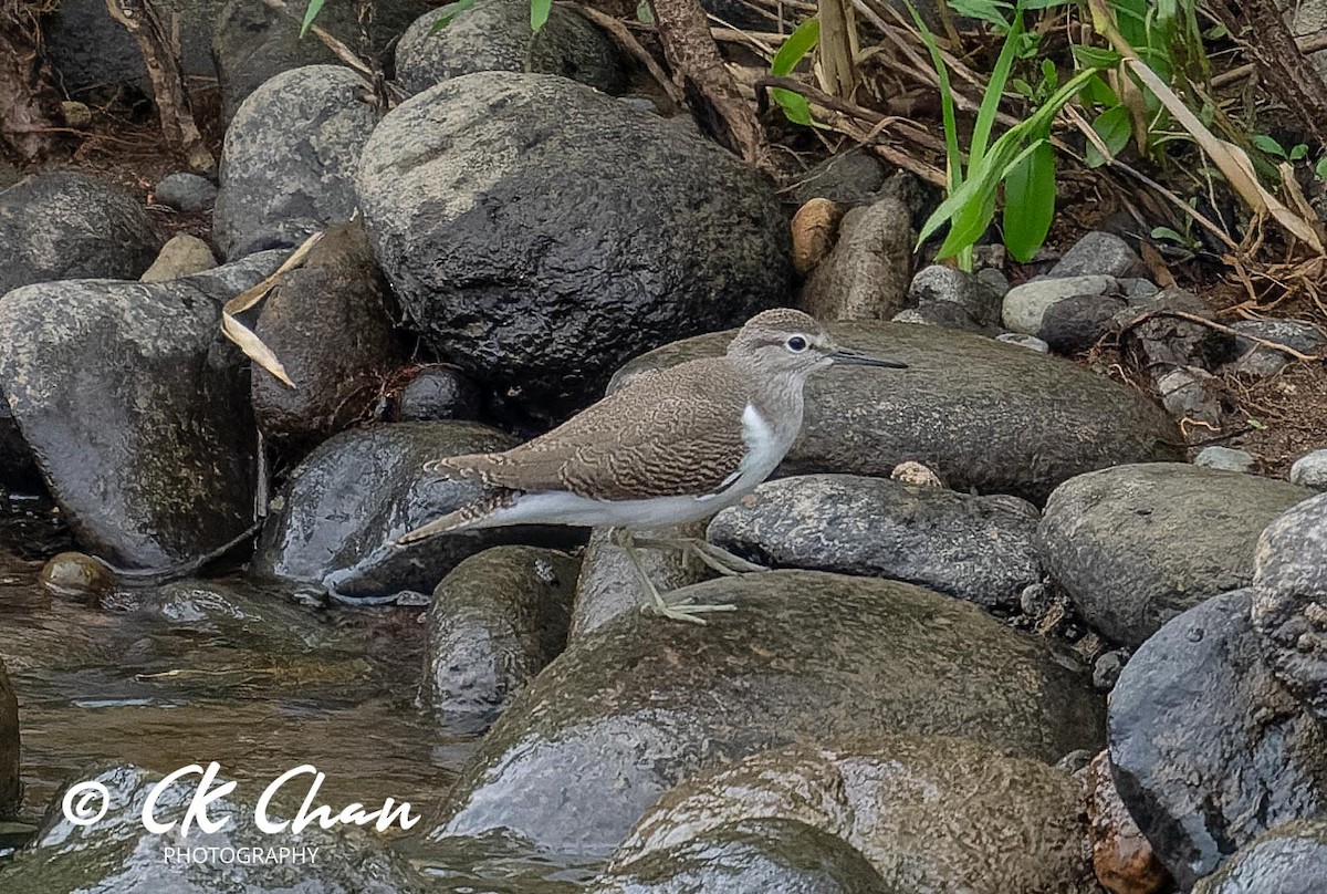 Common Sandpiper - ML620668624