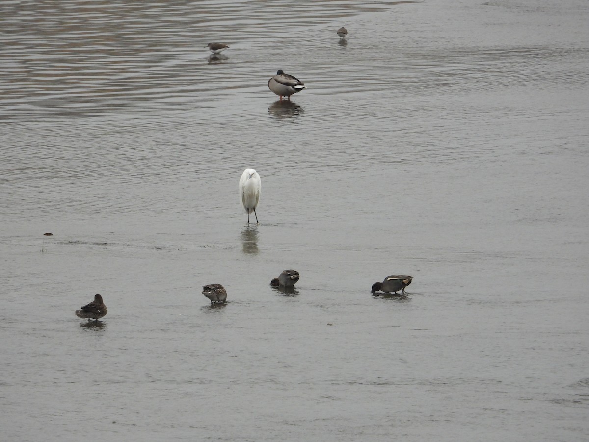 volavka stříbřitá - ML620668626