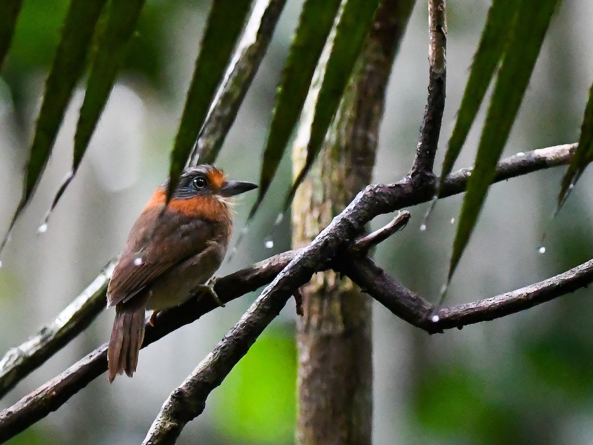 Rufous-necked Puffbird - ML620668627