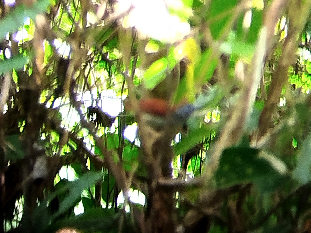 Chestnut-winged Babbler - ML620668628