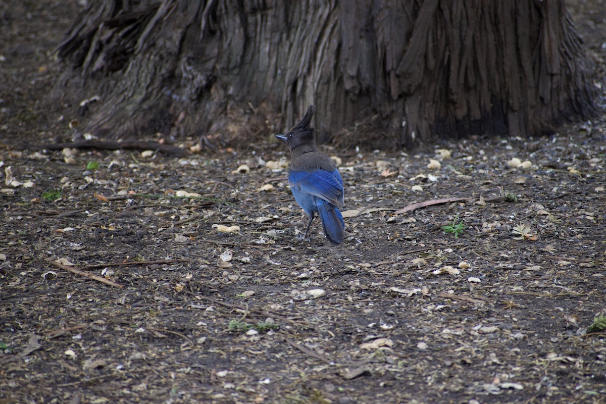 Steller's Jay - Vishnu Vinjam