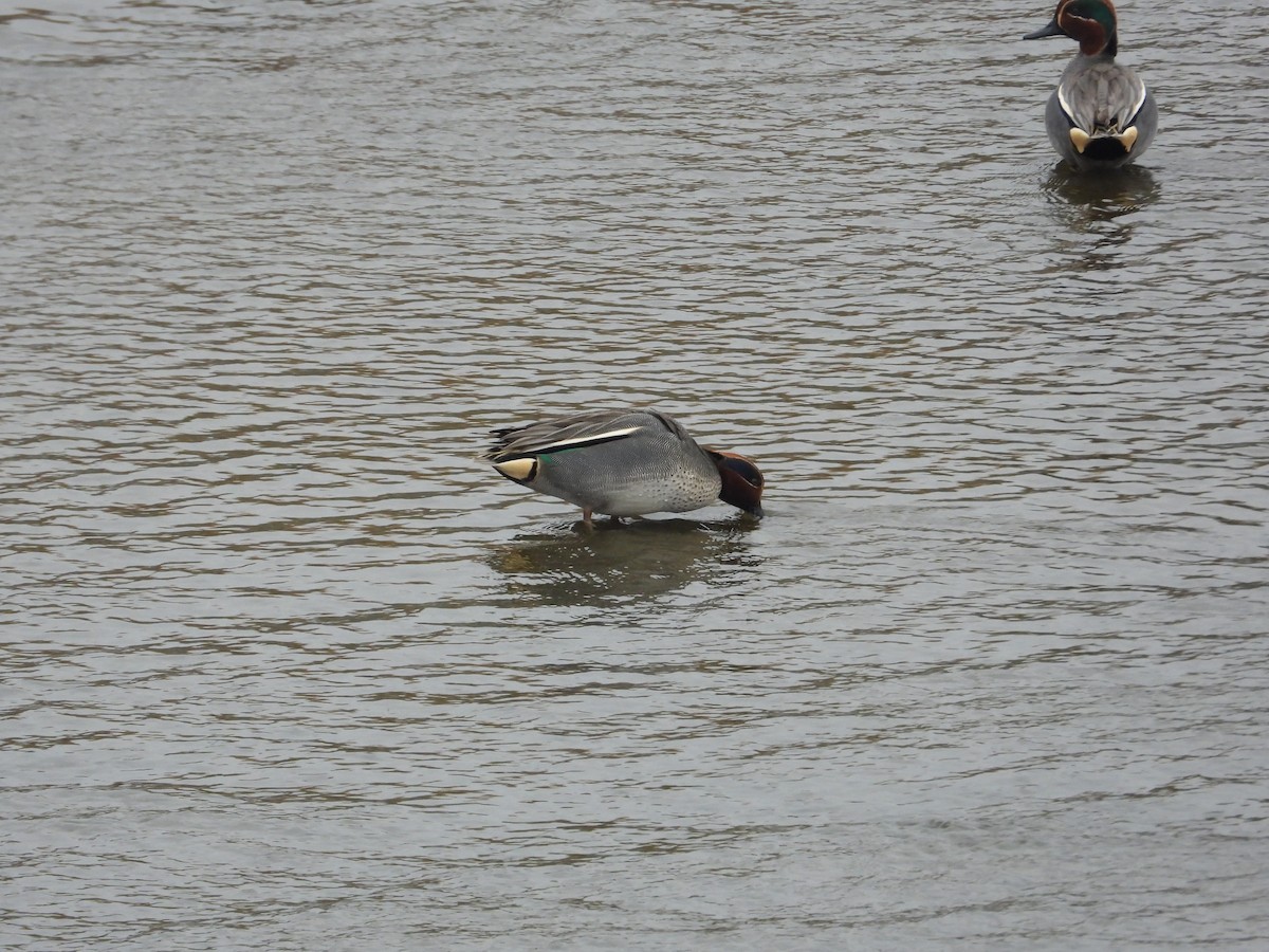 čírka obecná - ML620668632