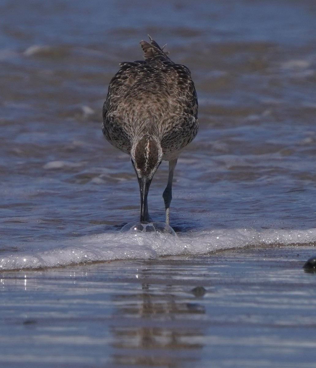 Whimbrel - ML620668633