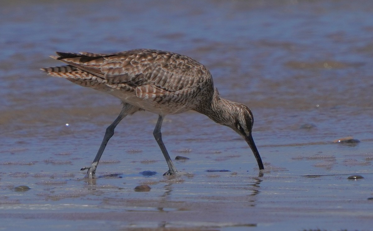 Regenbrachvogel - ML620668634