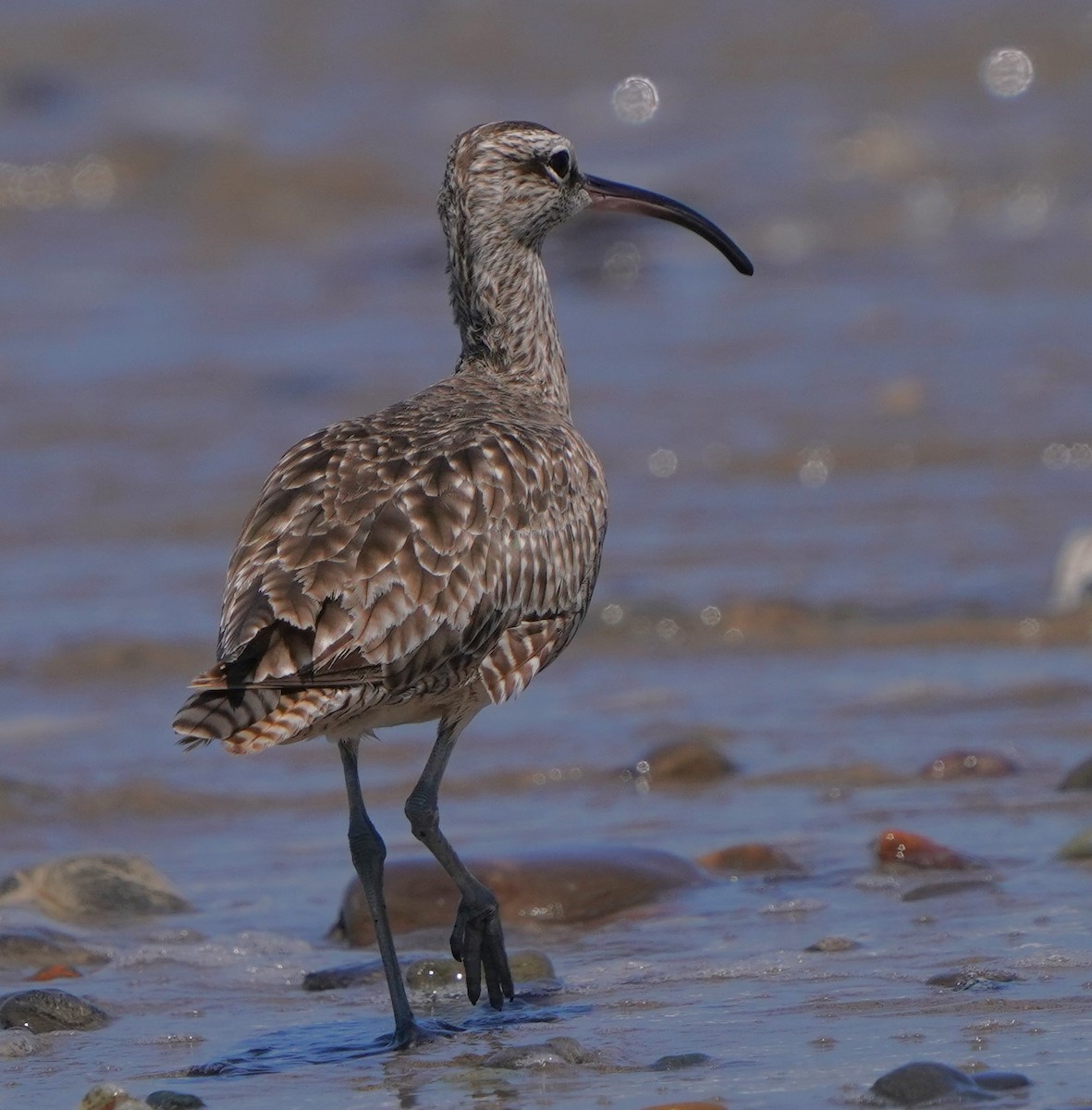 Whimbrel - Richard Block