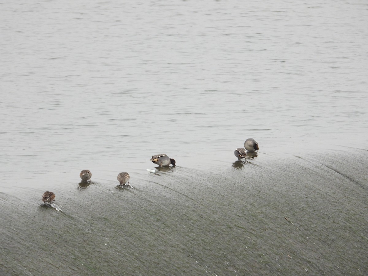 Green-winged Teal - ML620668639