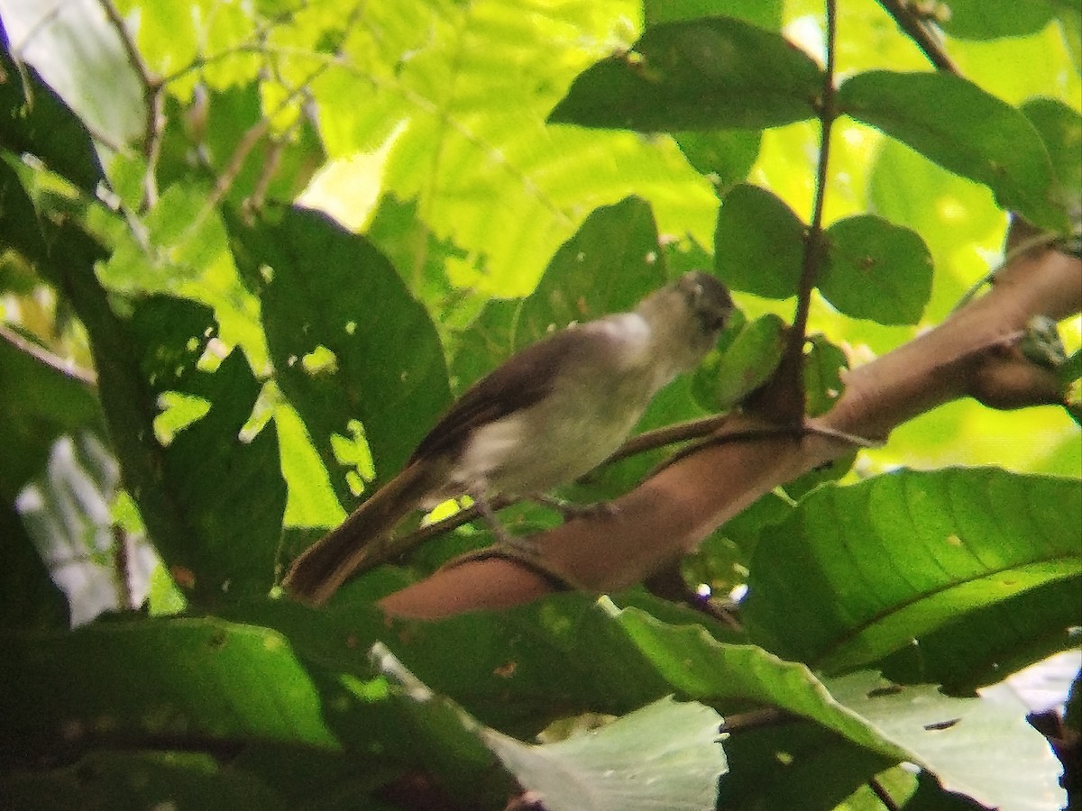 Sooty-capped Babbler - ML620668644