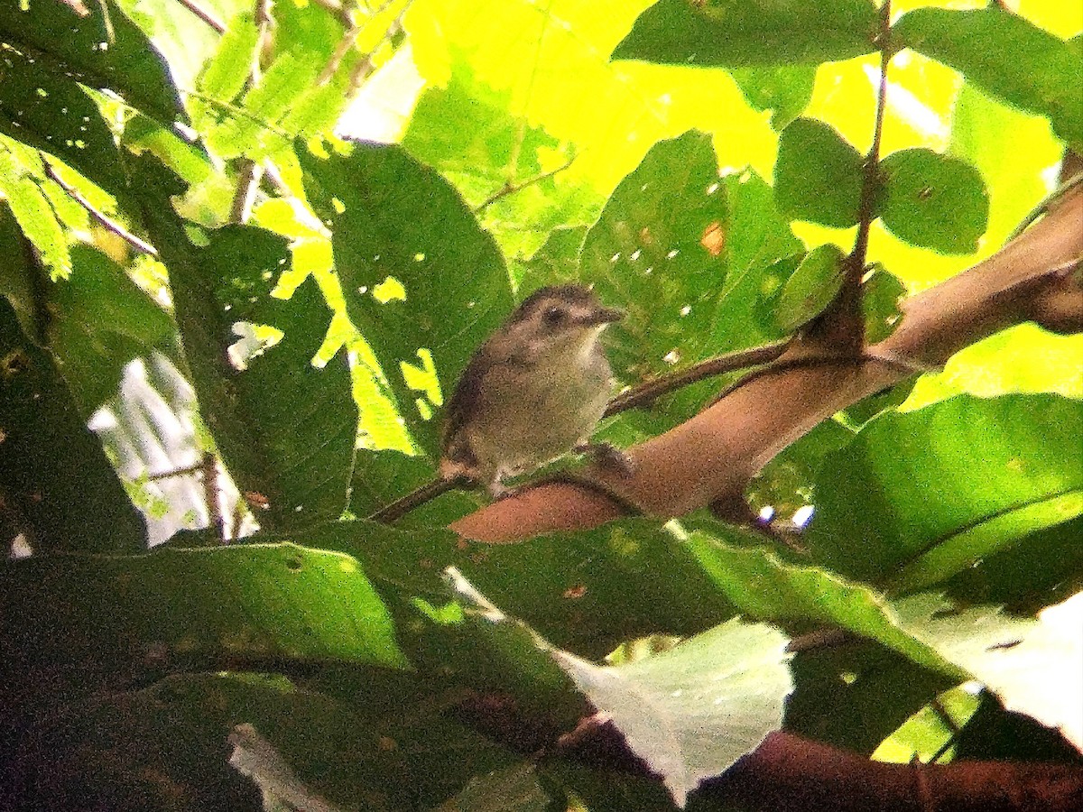 Sooty-capped Babbler - ML620668645