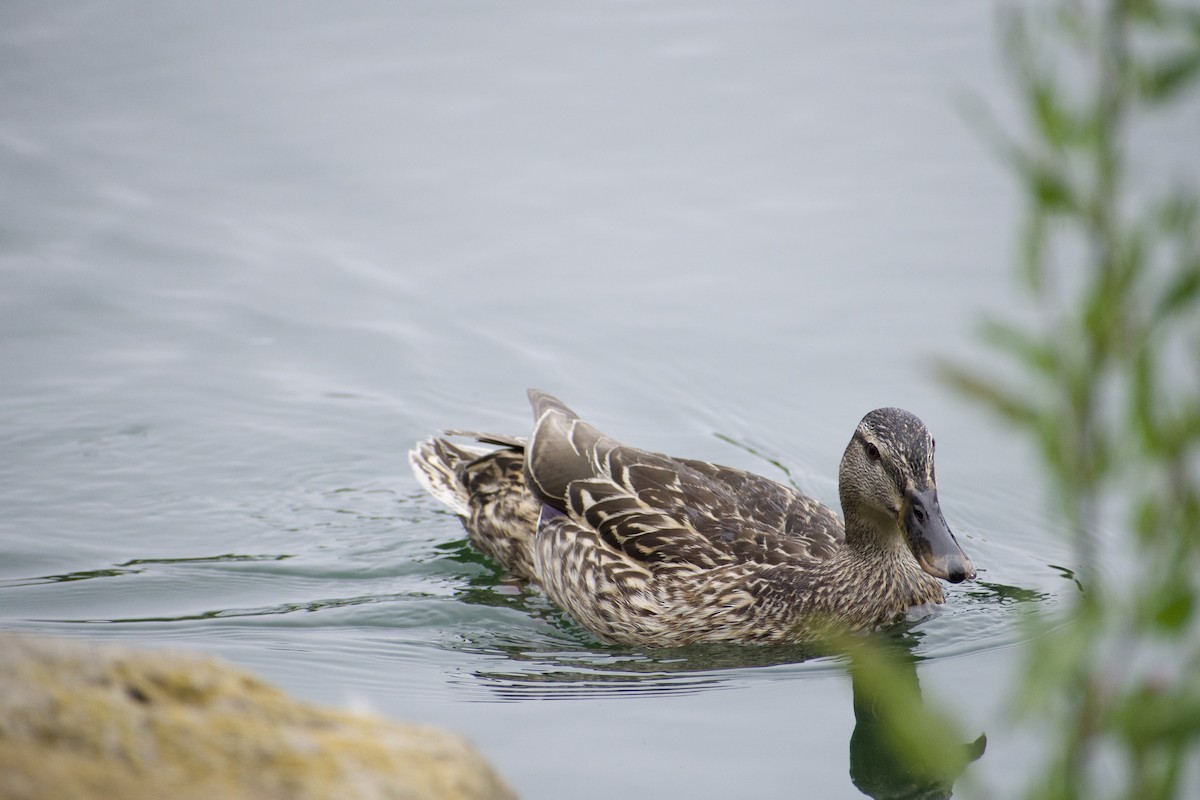 Canard colvert - ML620668646