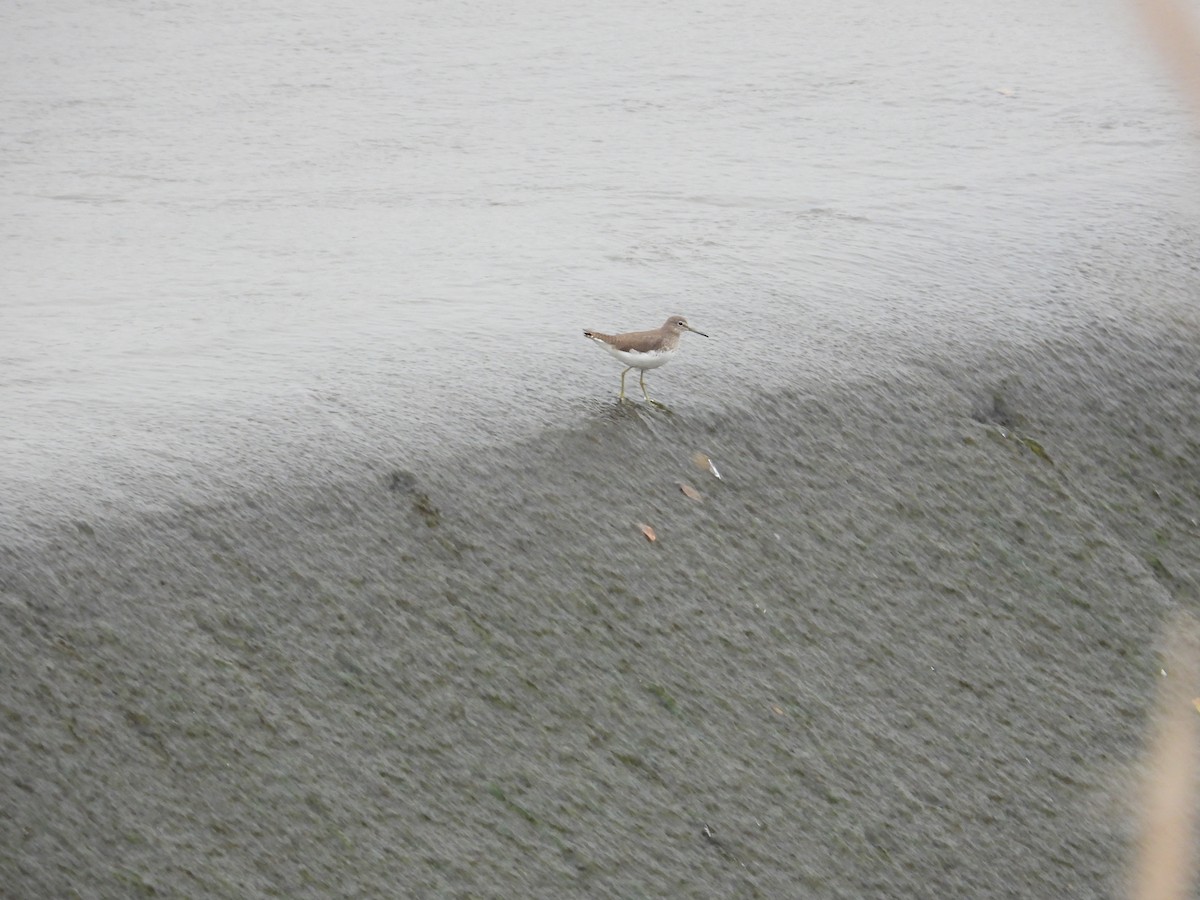 Green Sandpiper - ML620668647