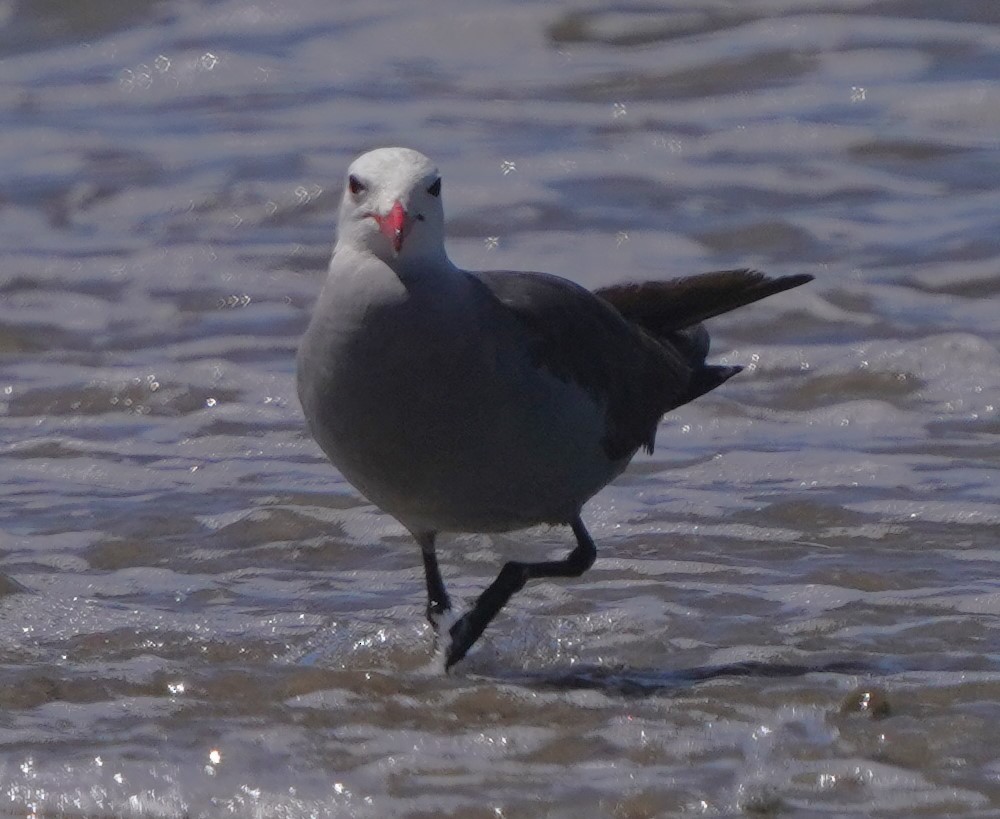 Gaviota Mexicana - ML620668648