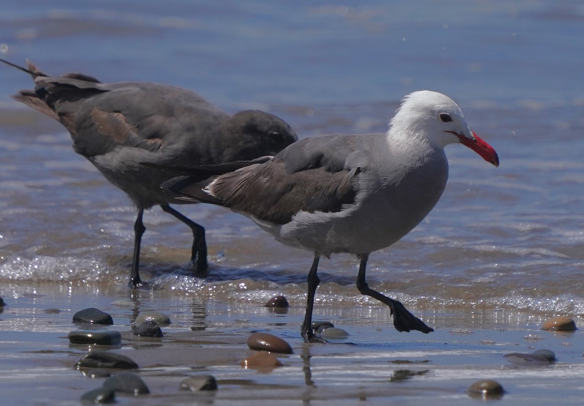 Heermann's Gull - ML620668650