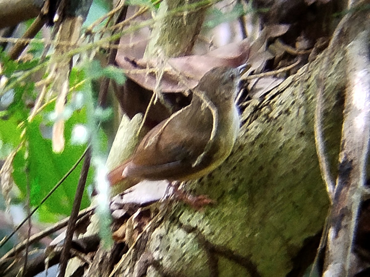 Abbott's Babbler - ML620668653