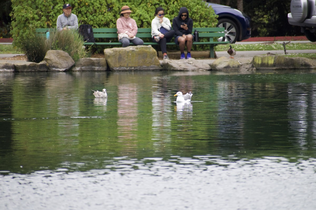 Gaviota Occidental - ML620668654