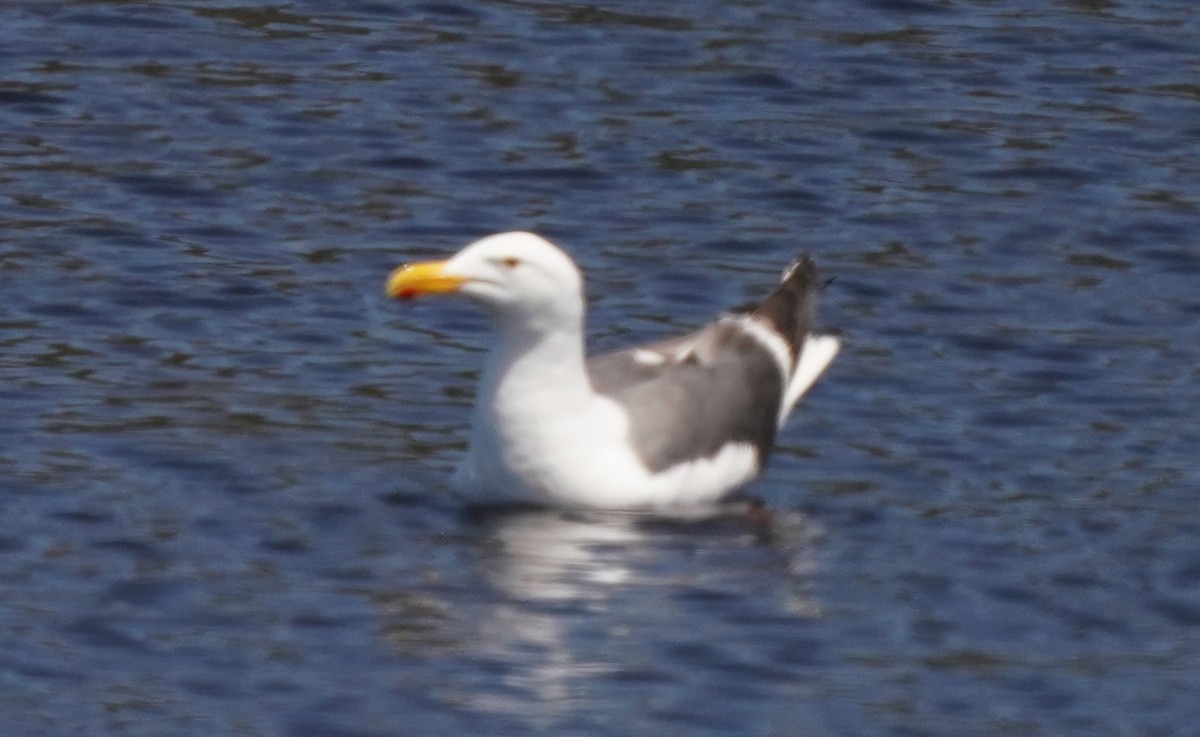 Western Gull - ML620668655