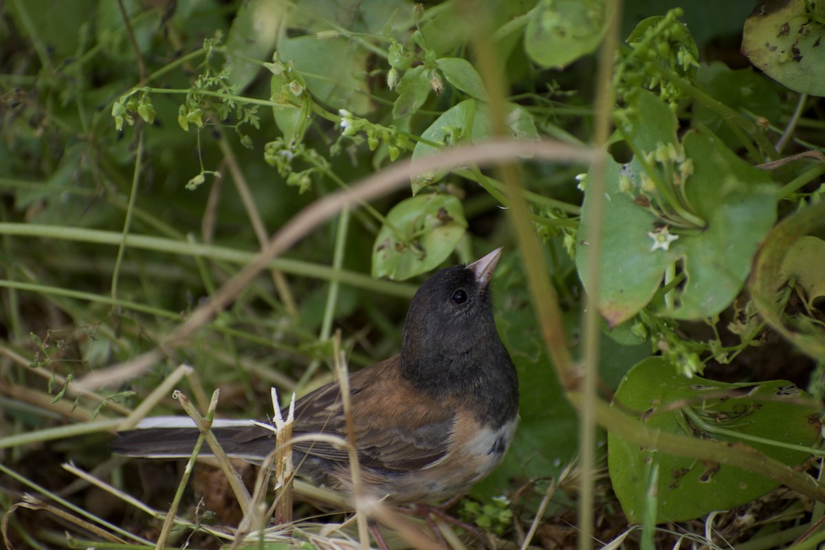 Junco ardoisé - ML620668657