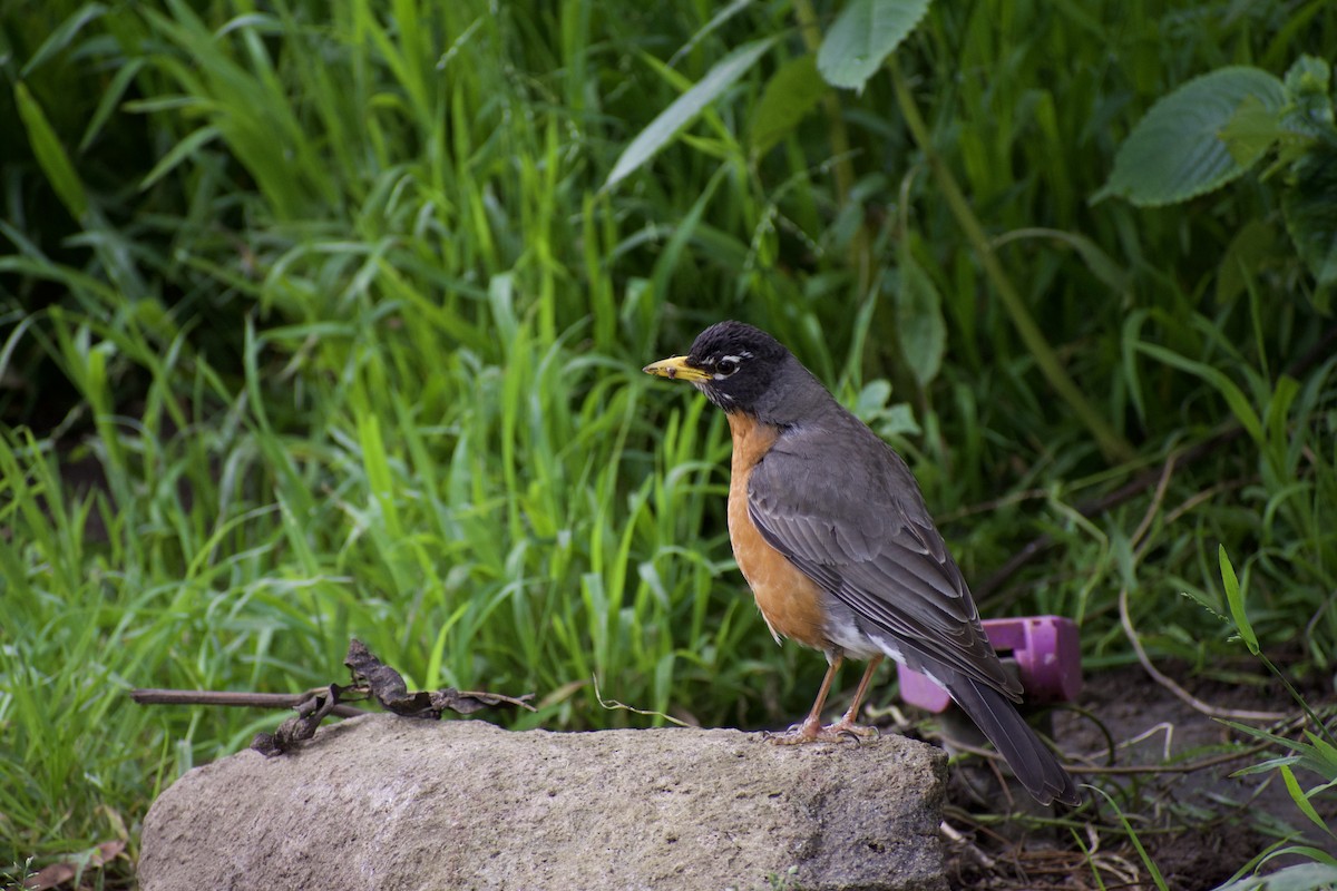 American Robin - Vishnu Vinjam