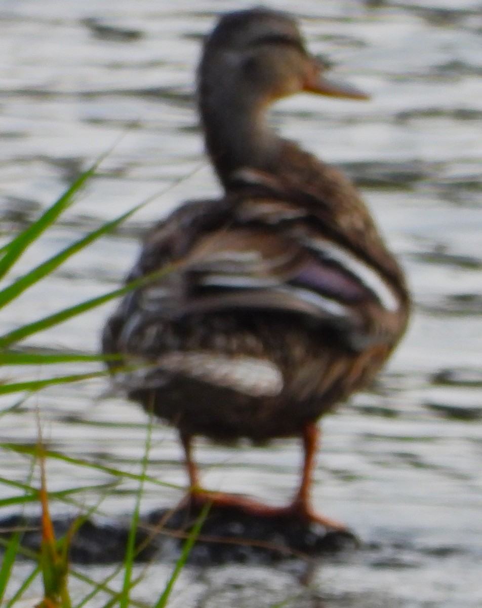 Canard colvert - ML620668665