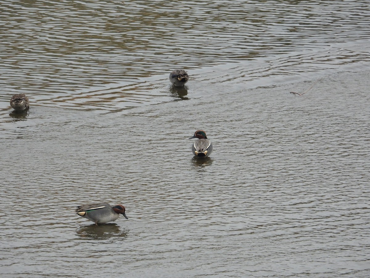 čírka obecná - ML620668667