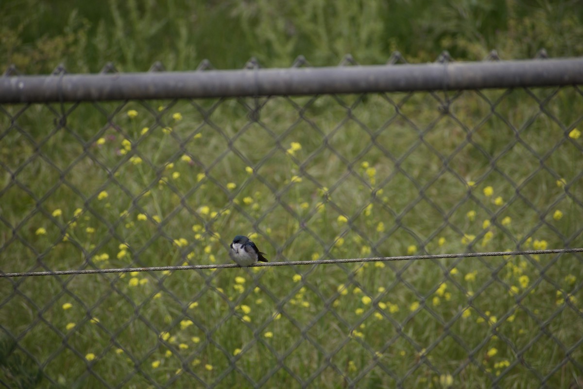 Tree Swallow - ML620668668