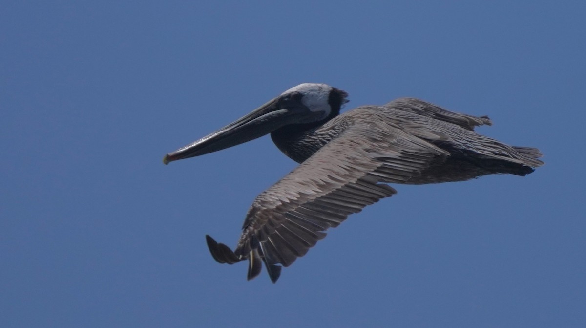 Brown Pelican - ML620668670