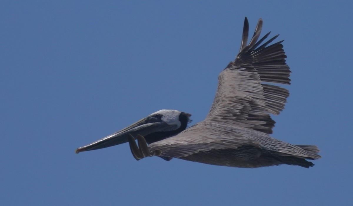 Brown Pelican - ML620668671