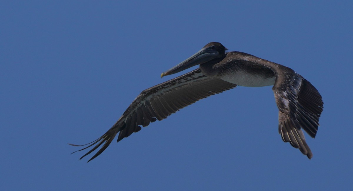 Brown Pelican - ML620668672