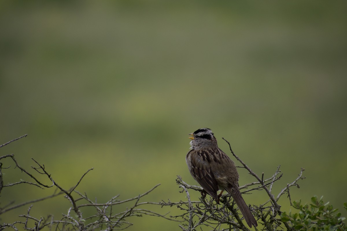 White-crowned Sparrow - ML620668674