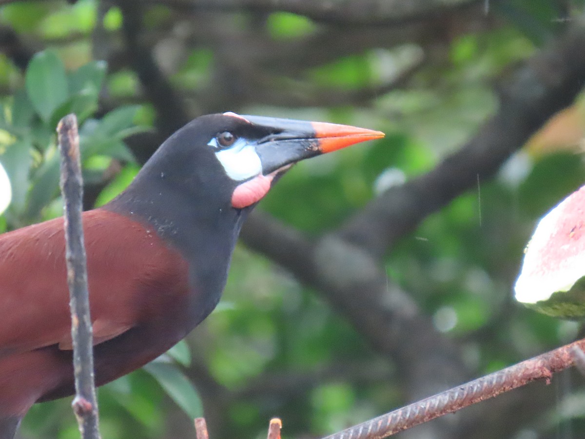 Montezuma Oropendola - ML620668678